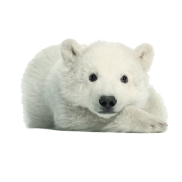 muursticker-ijsbeertje-zoo-family
